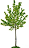 YoungTree_a