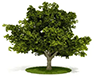 MatureTree